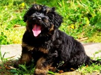 Portuguese Water Dog thumbnail